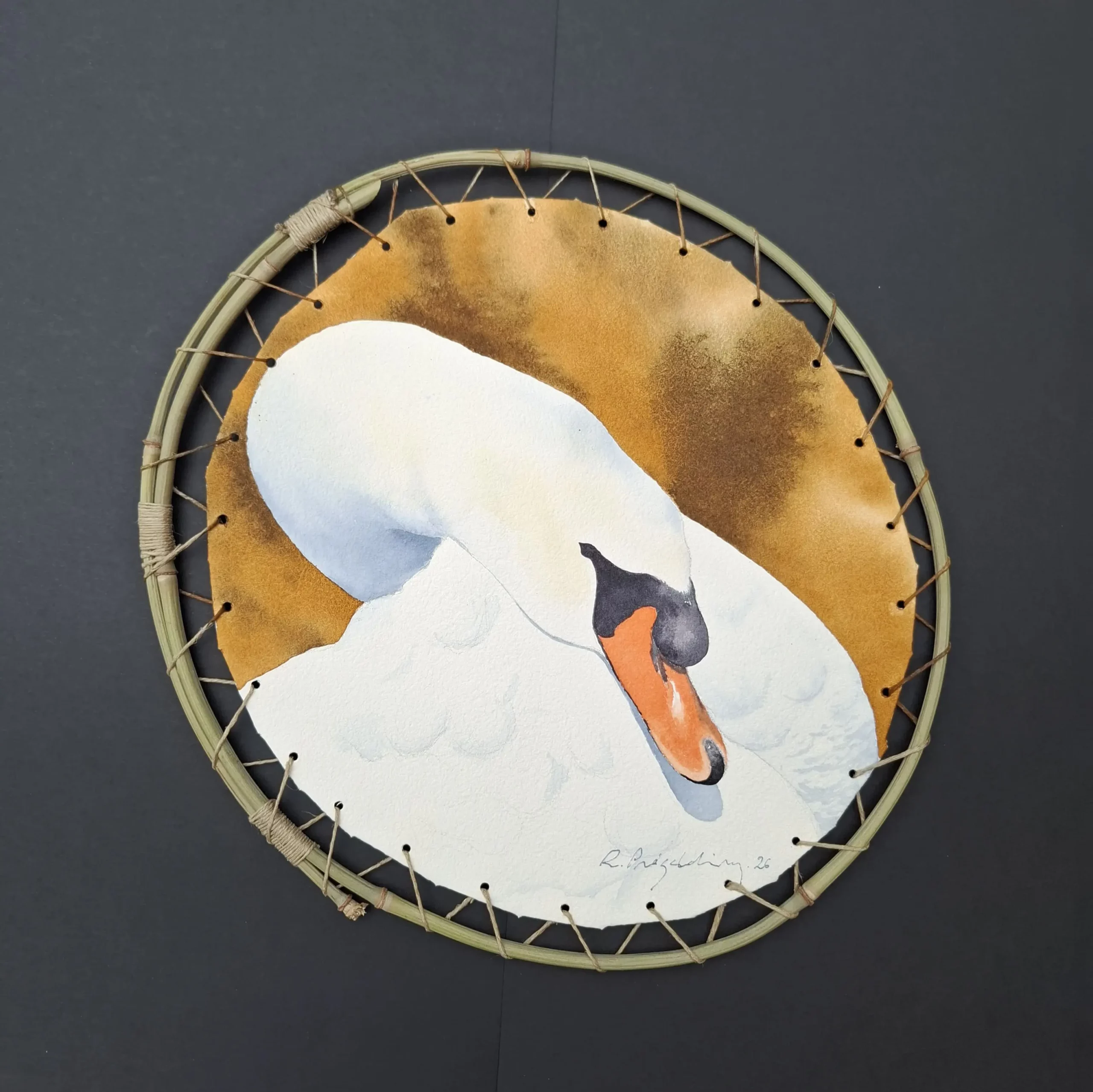 Aquarelle originale de Renaud Prégaldiny, artiste peintre aquarelliste Français. Cygne au cou gracieusement recourbé sur fond ocre. Aquarelle sur papier tendu sur baguette de bambou.