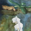 Aquarelle originale de Renaud Prégaldiny artiste peintre Français. Orchidée représentée dans son milieu naturel en présence d'une panthère qui se repose sur la branche d'un arbre.