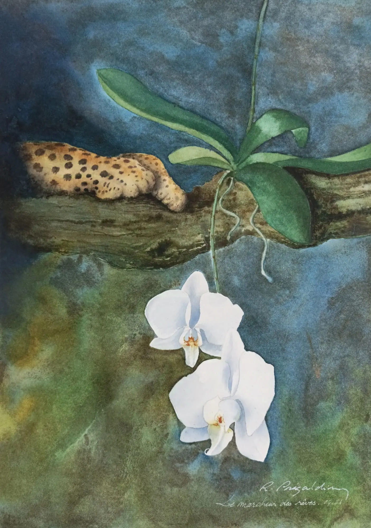 Aquarelle originale de Renaud Prégaldiny artiste peintre Français. Orchidée représentée dans son milieu naturel en présence d'une panthère qui se repose sur la branche d'un arbre.