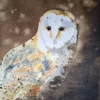 Aquarlle originale de Renaud Prégaldiny artiste peintre aquarelliste lyonnais. Une chouette effraie est peinte sur un fond de nuit chaleureux, son plumage doux et son visage blanc semblent éclairer la nuit.