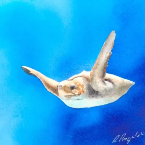 Aquarelle originale de Renaud Prégaldiny, peintre aquarelliste français. Tortue marine dansant dans l'océan bleu turquoise sous une lumière verticale du soleil éblouissante.