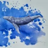 Aquarelle originale de Renaud Prégaldiny, artiste peintre aquarelliste Lyonnais. Baleineau jouant dans un océan d'éclaboussures bleues.